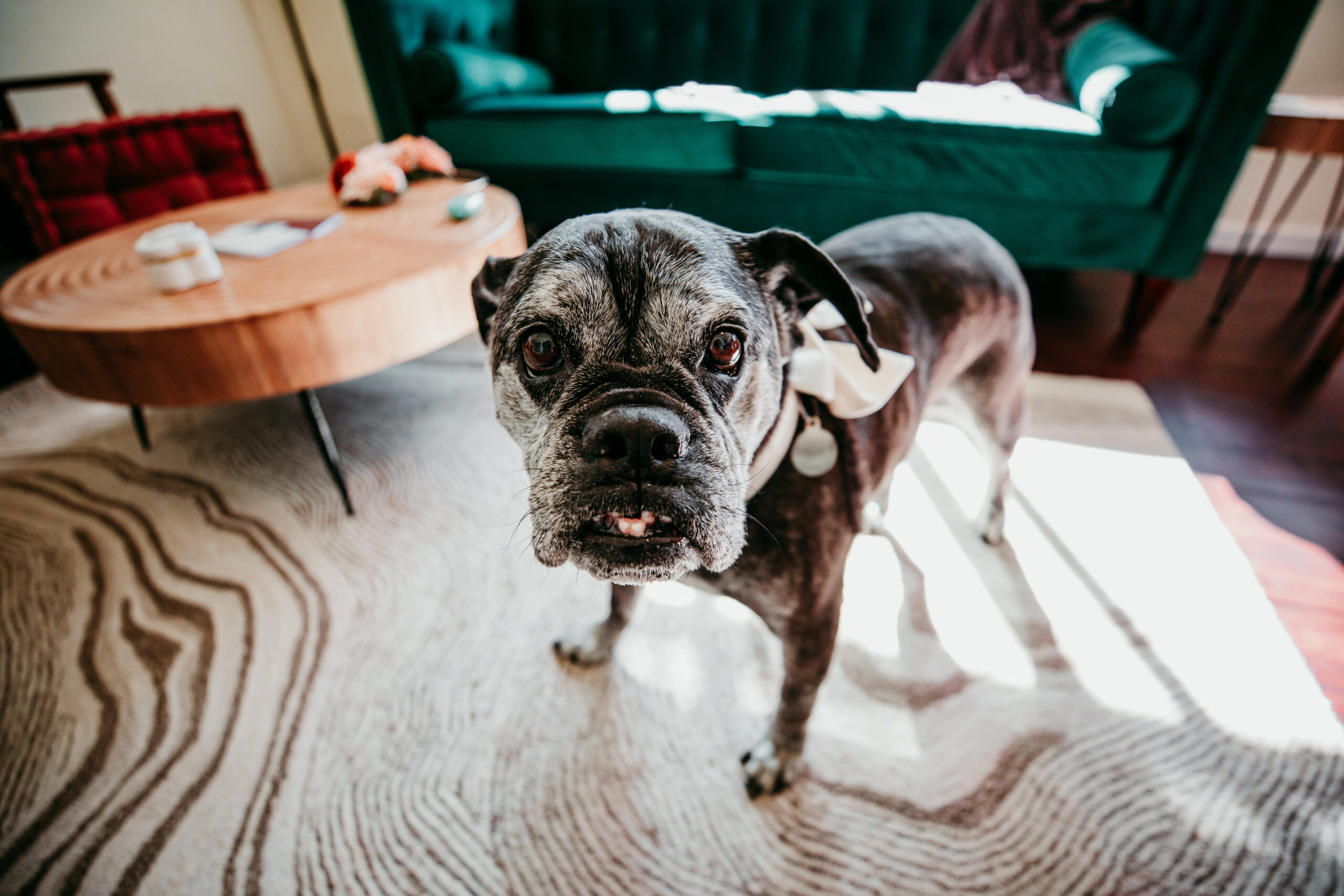 Bride and groom’s dog wearing a bow tie, photographed inside their Grass Valley CA Airbnb elopement venue.