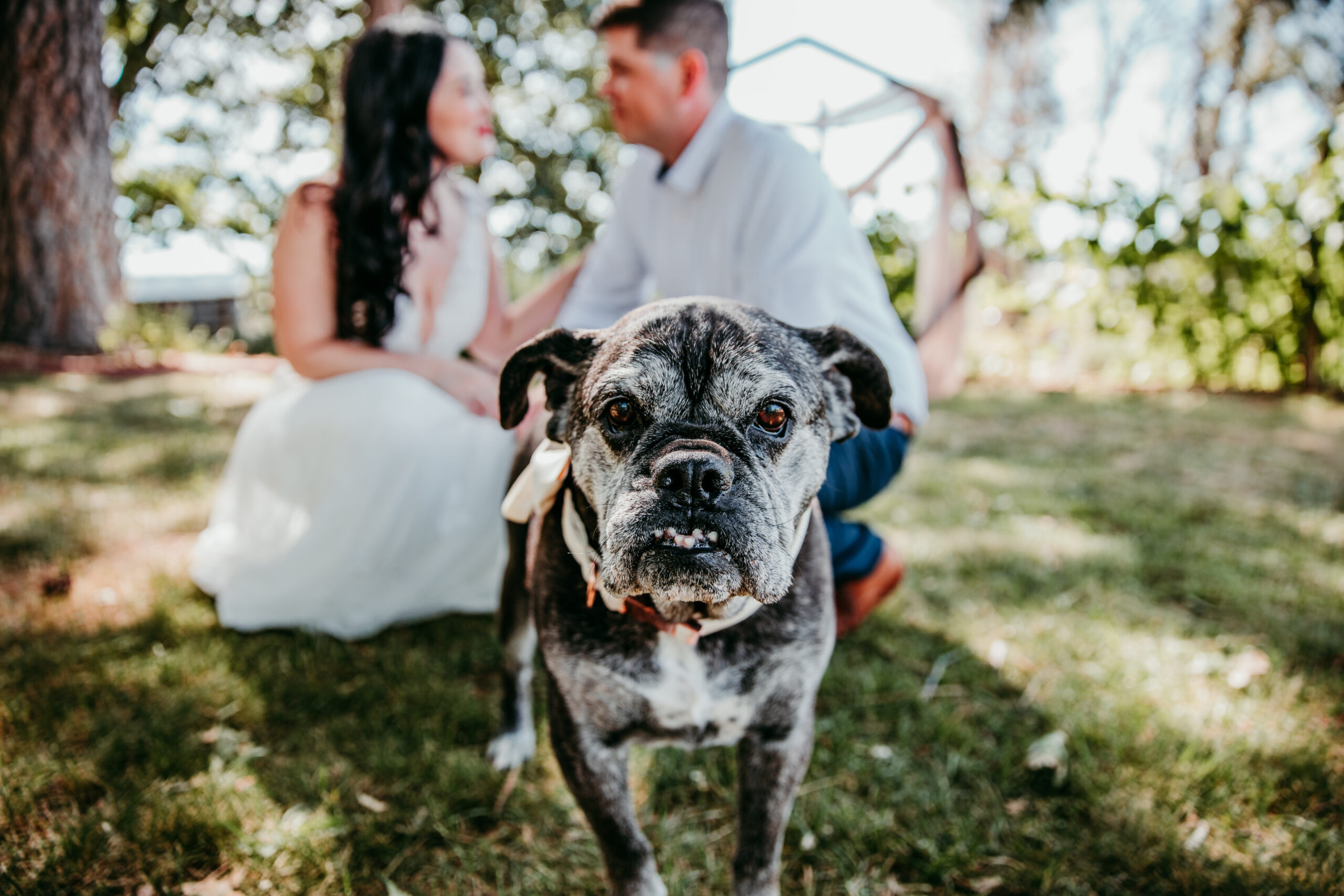 Dog posing in front of the bride and groom at their relaxed backyard elopement in Grass Valley CA.
