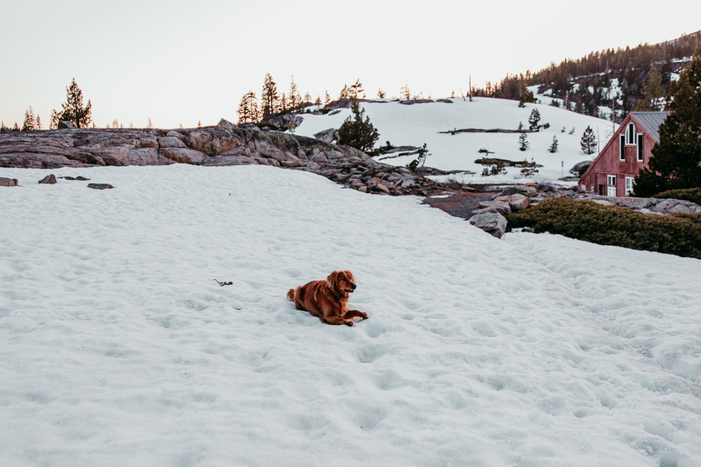 Golden retriever lying on a snow-covered hillside near a rustic red cabin in the Sierra Nevada mountains, surrounded by rocky terrain and pine trees.
