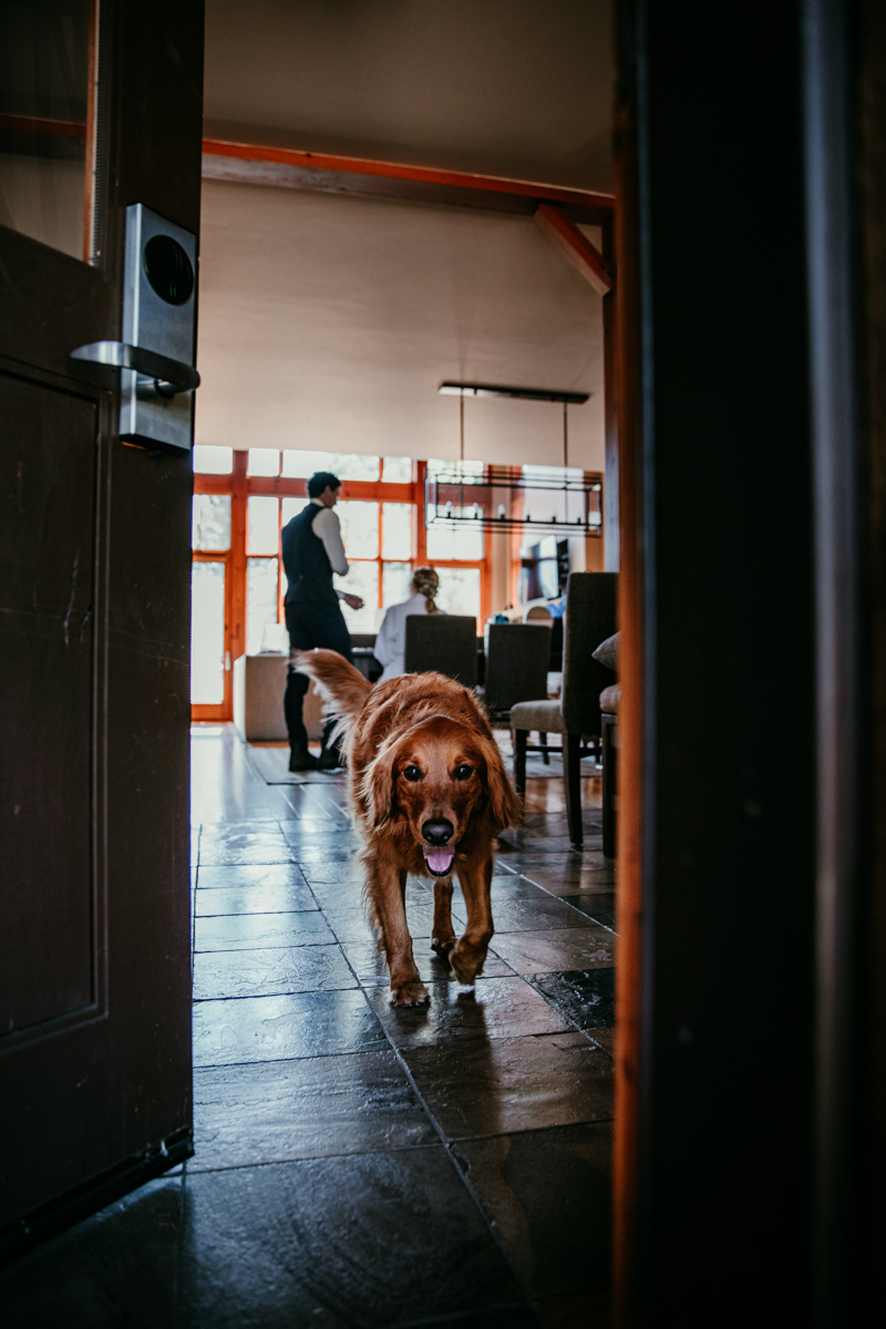 Golden retriever walking toward the camera while the couple gets ready in the background before their elopement