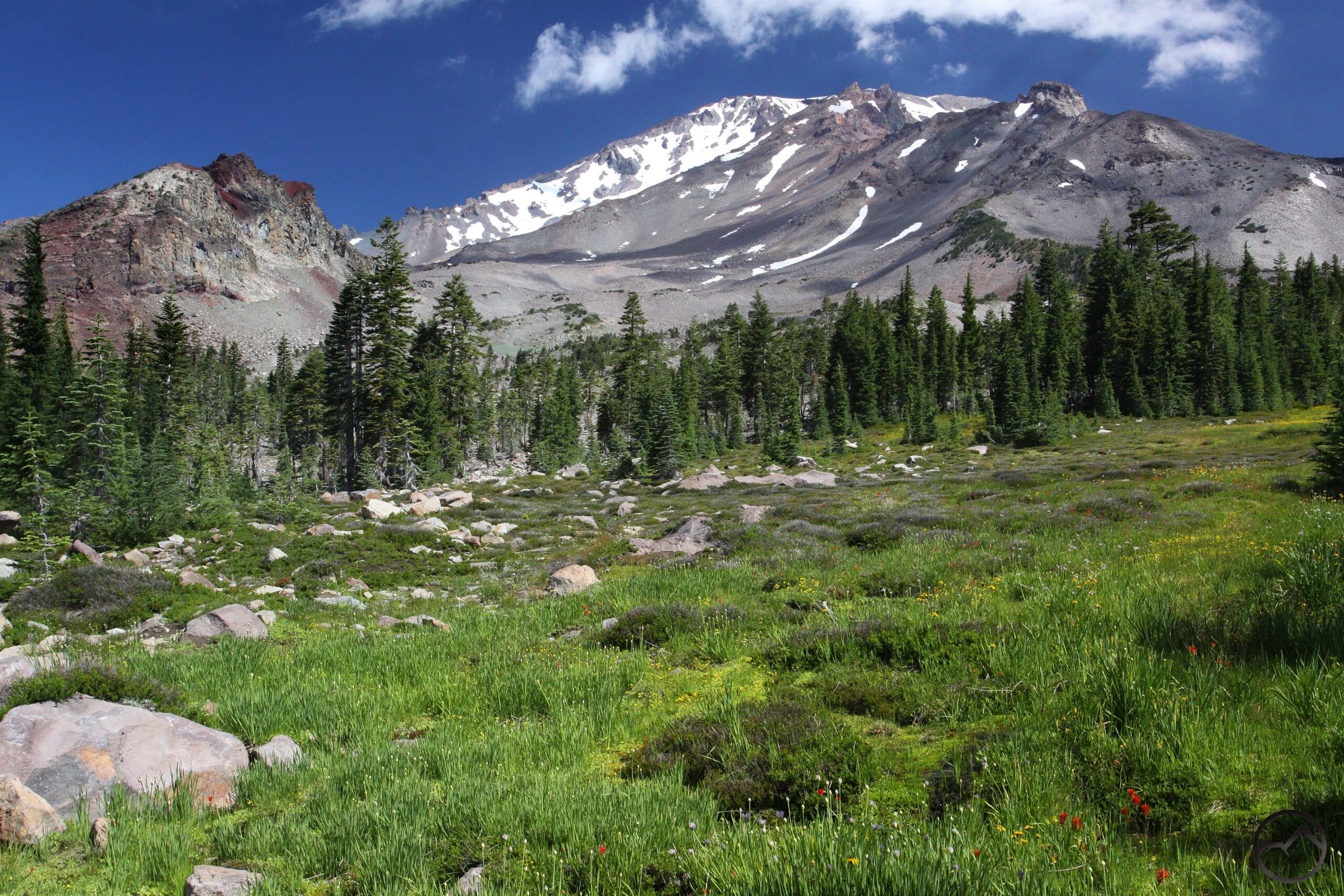 Panther Meadows on Mount Shasta with alpine wildflowers, evergreen trees, volcanic slopes, and patches of snow beneath a clear blue sky.