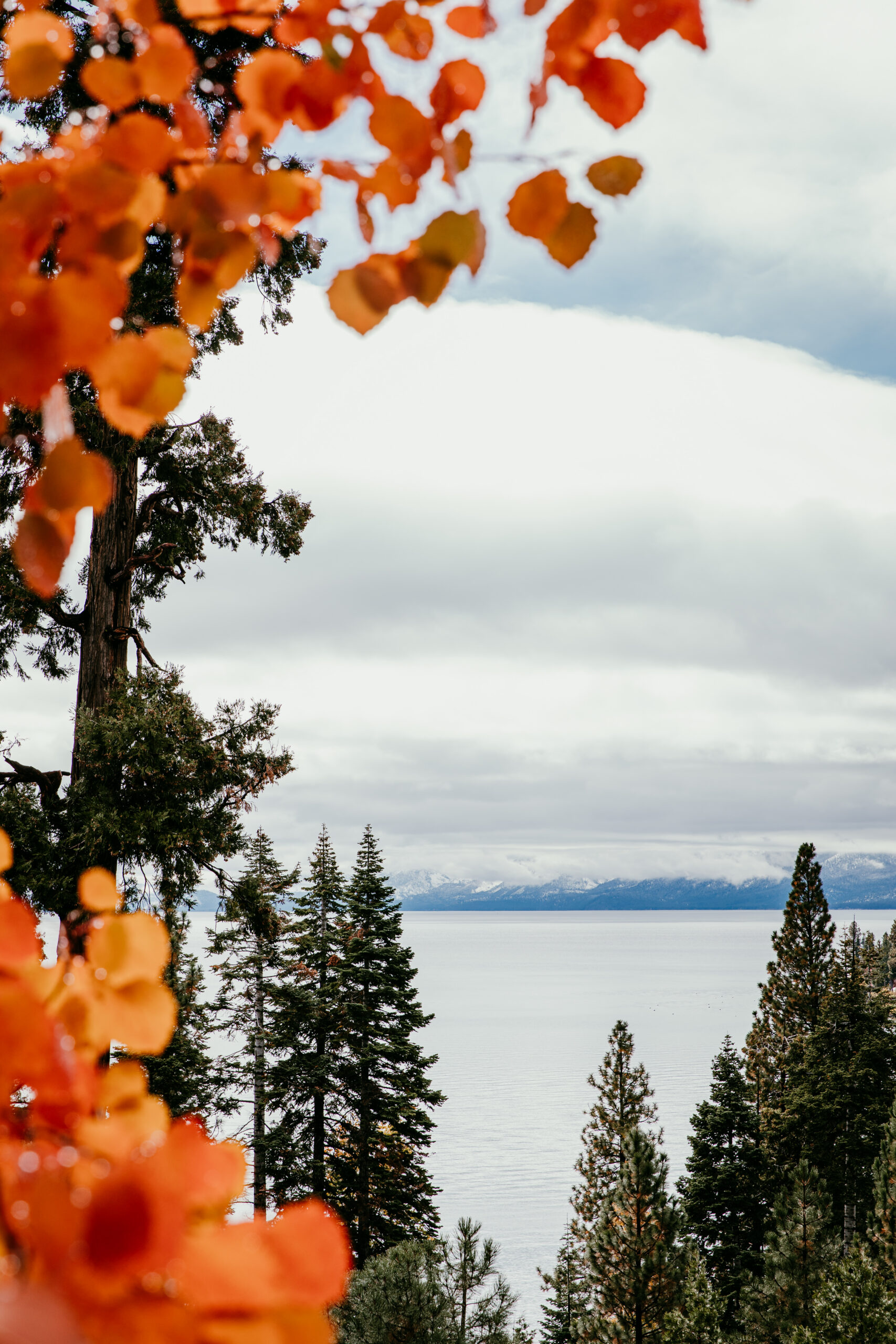Golden orange fall leaves framing Lake Tahoe with snow-dusted mountains in the distance during an October elopement.